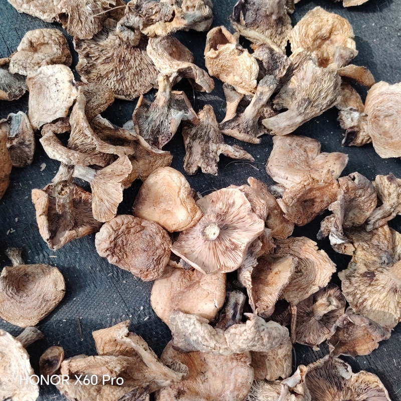 松树林里的喇叭张，口感好！特好吃？