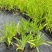 宿根植物小杯:射干、蜘蛛兰、大花萱草，基地有量，欢迎订购