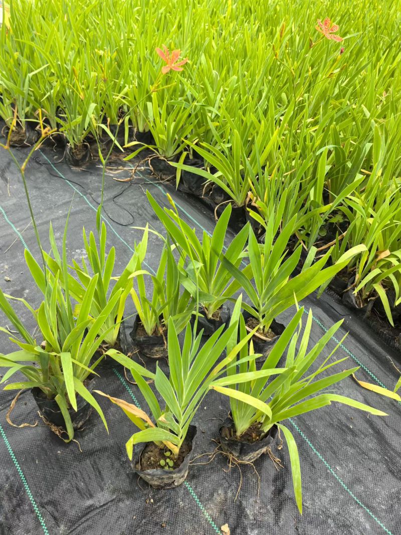 宿根植物小杯:射干、蜘蛛兰、大花萱草，基地有量，欢迎订购