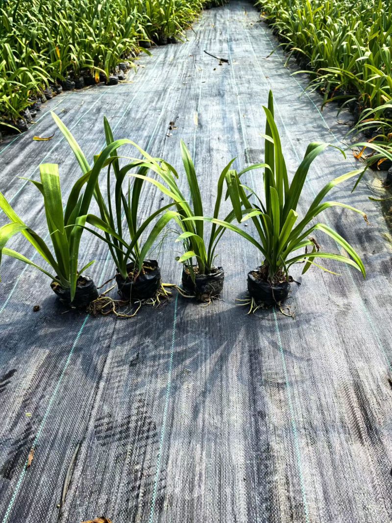 宿根植物小杯:射干、蜘蛛兰、大花萱草，基地有量，欢迎订购
