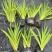 宿根植物小杯:射干、蜘蛛兰、大花萱草，基地有量，欢迎订购