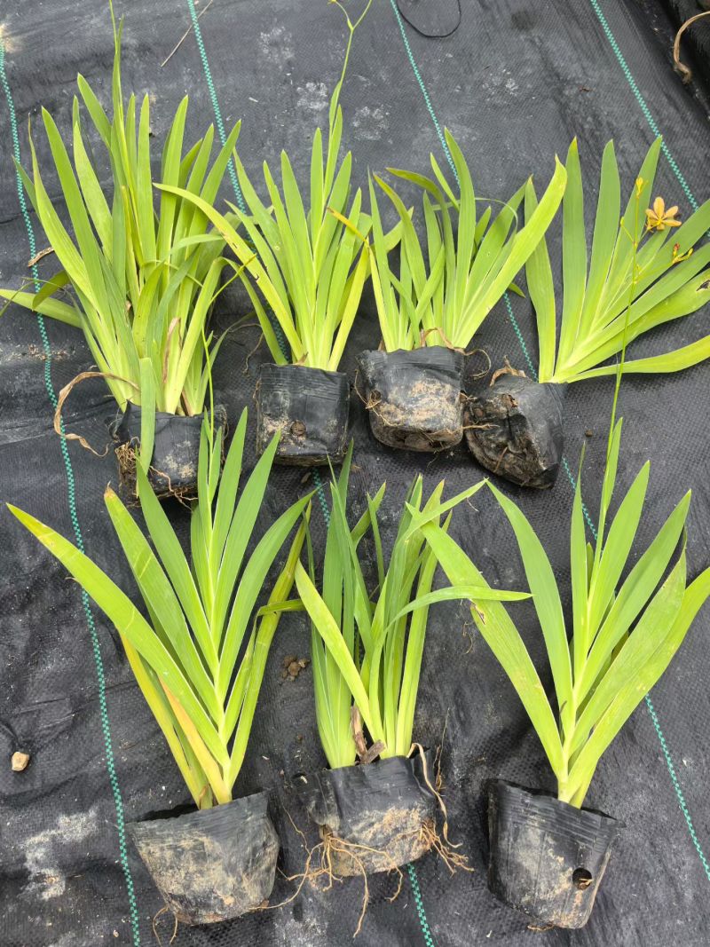 宿根植物小杯:射干、蜘蛛兰、大花萱草，基地有量，欢迎订购