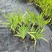 宿根植物小杯:射干、蜘蛛兰、大花萱草，基地有量，欢迎订购