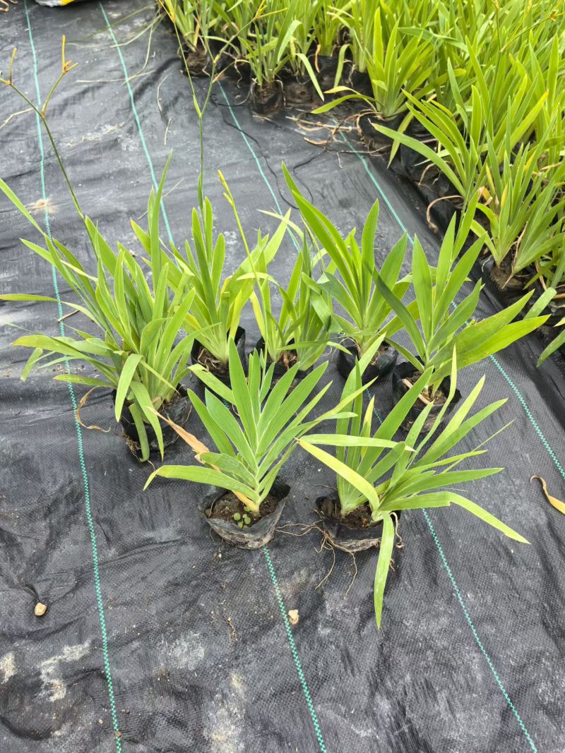 宿根植物小杯:射干、蜘蛛兰、大花萱草，基地有量，欢迎订购