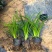 宿根植物小杯:射干、蜘蛛兰、大花萱草，基地有量，欢迎订购