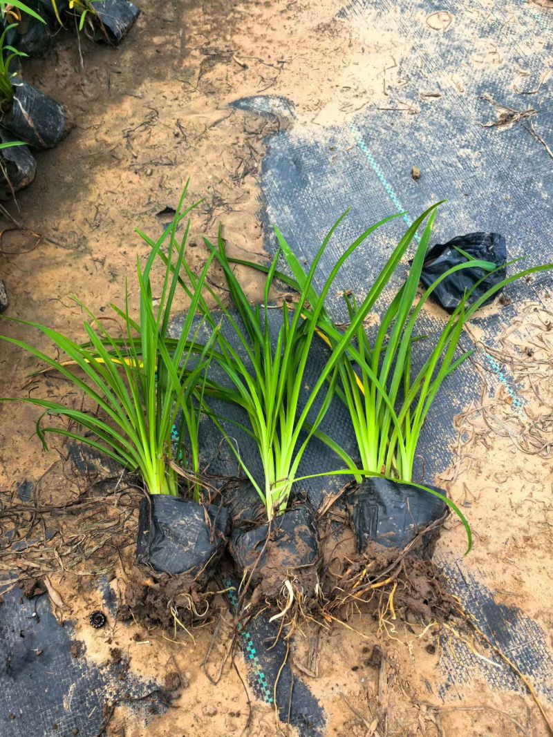 宿根植物小杯:射干、蜘蛛兰、大花萱草，基地有量，欢迎订购