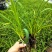 宿根植物小杯:射干、蜘蛛兰、大花萱草，基地有量，欢迎订购