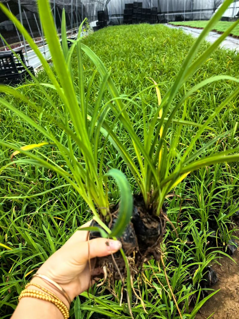 宿根植物小杯:射干、蜘蛛兰、大花萱草，基地有量，欢迎订购
