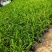 宿根植物小杯:射干、蜘蛛兰、大花萱草，基地有量，欢迎订购