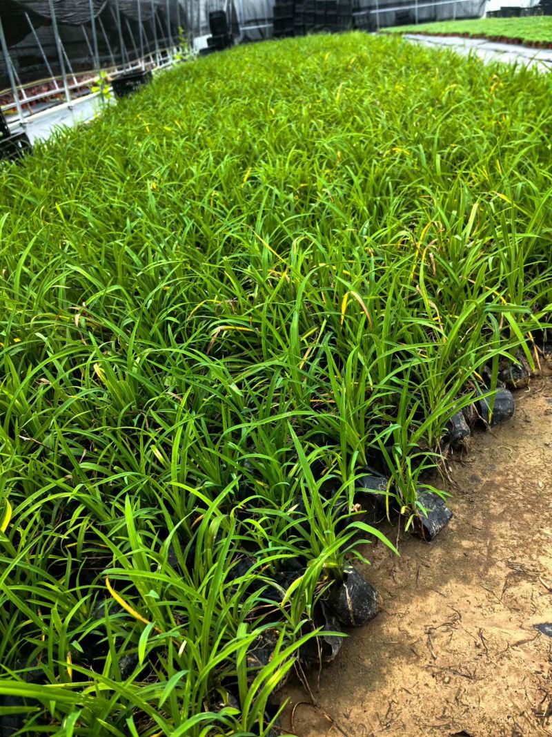 宿根植物小杯:射干、蜘蛛兰、大花萱草，基地有量，欢迎订购