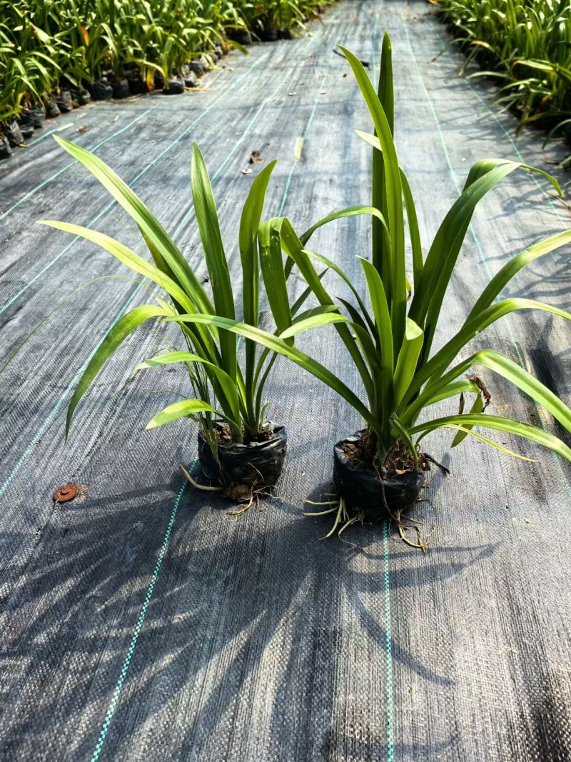 宿根植物小杯:射干、蜘蛛兰、大花萱草，基地有量，欢迎订购