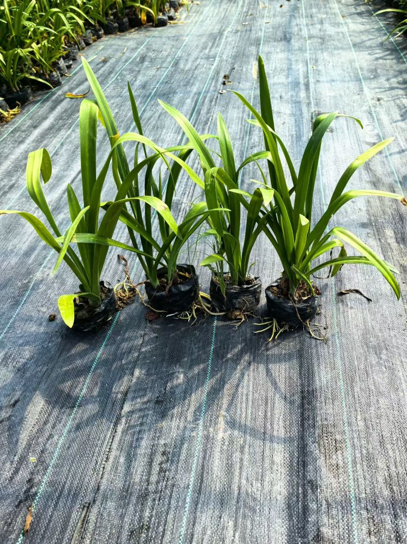宿根植物小杯:射干、蜘蛛兰、大花萱草，基地有量，欢迎订购