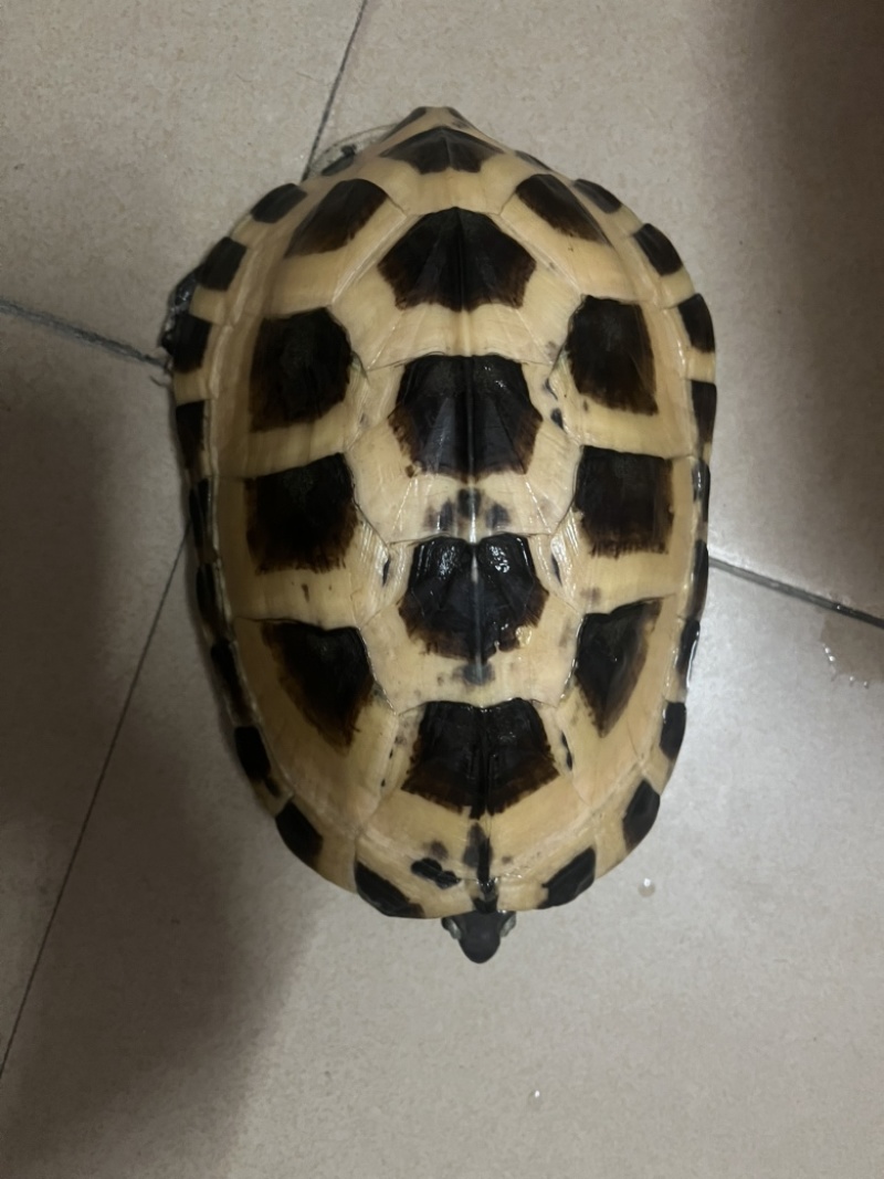 金银龟