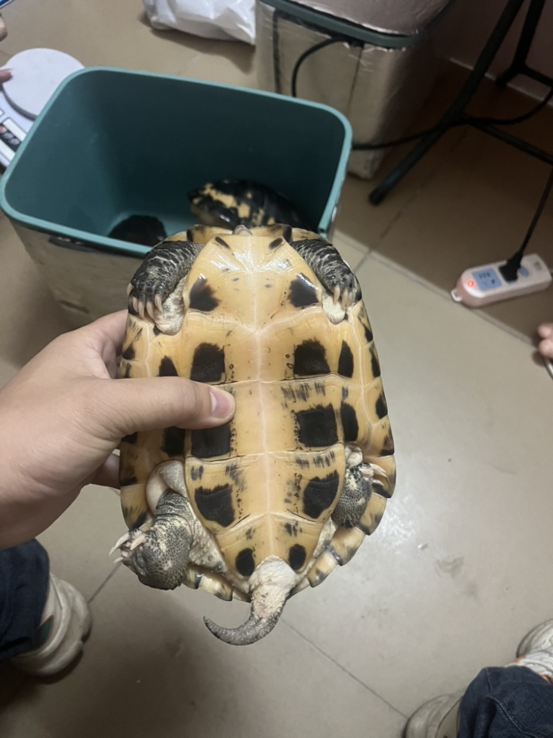 金银龟