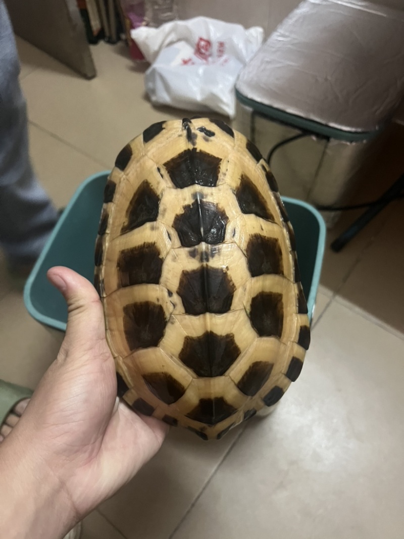 金银龟