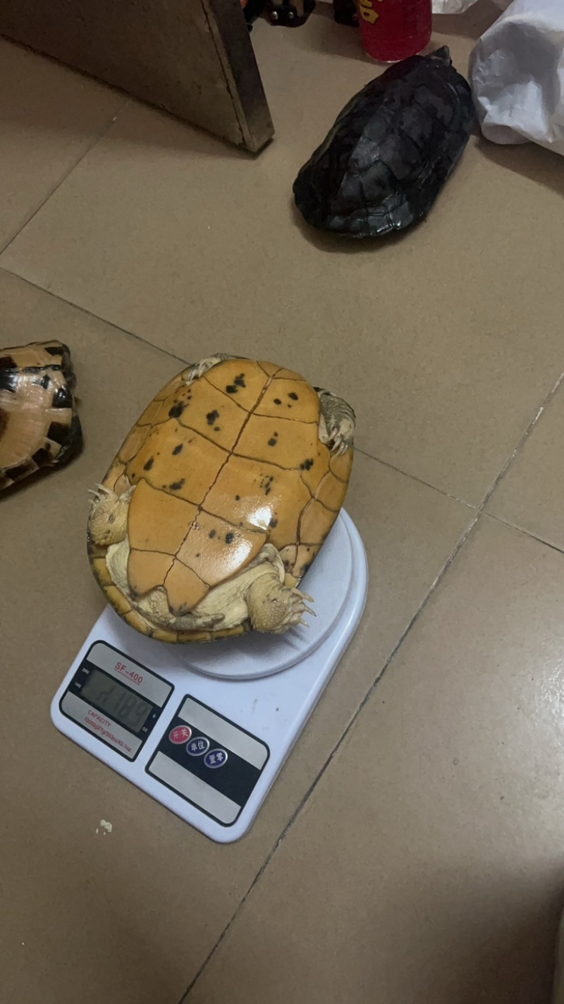 金银龟