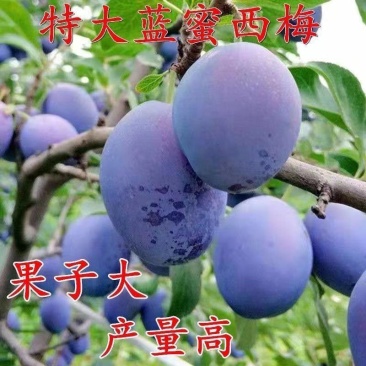 西梅苗3公分粗兰蜜，法兰西品种