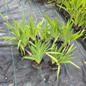 宿根植物小杯:射干、蜘蛛兰、大花萱草，基地有量，欢迎订购