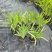 宿根植物小杯:射干、蜘蛛兰、大花萱草，基地有量，欢迎订购