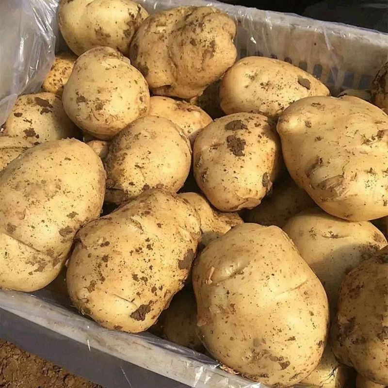 优质荷兰十五土豆黄皮黄心土豆v7/希森/沃土实验土豆