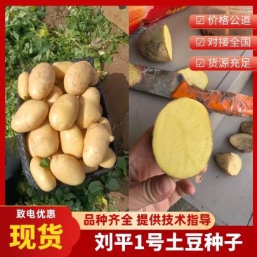 精【热卖】商丘脱毒种薯刘平1号高产抗病质优价廉欢迎电联