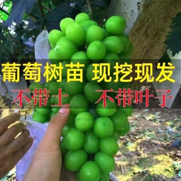 葡萄苗阳光玫瑰