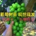 葡萄苗阳光玫瑰