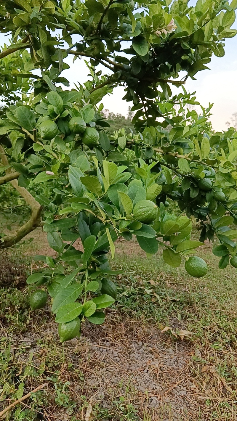 香水柠檬，口感清脆。香味十足。