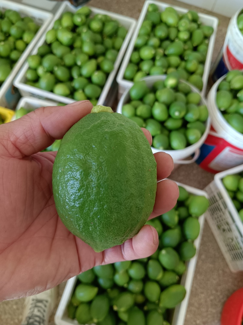 香水柠檬，口感清脆。香味十足。