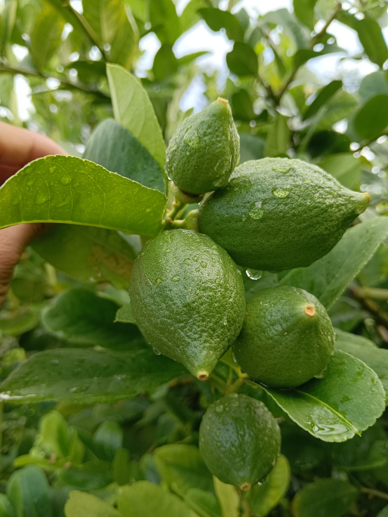香水柠檬，口感清脆。香味十足。