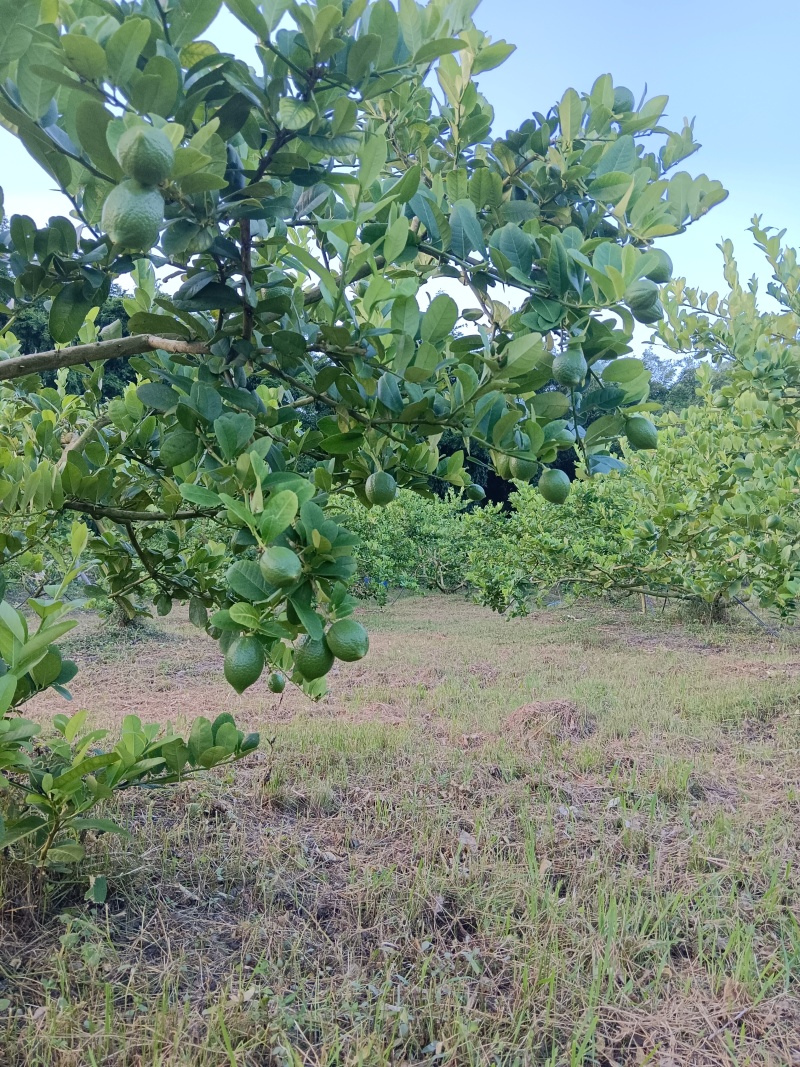 香水柠檬，口感清脆。香味十足。