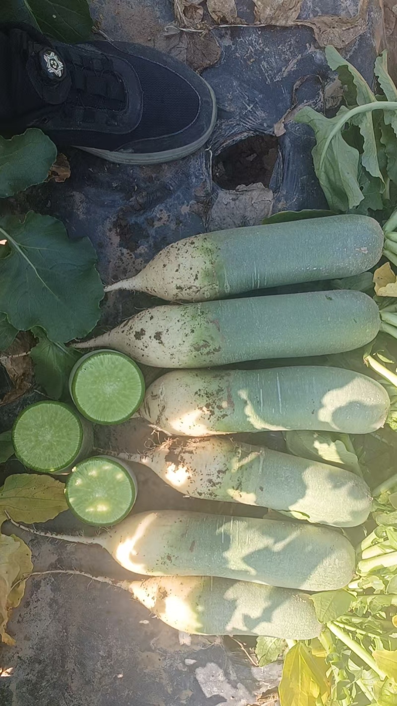水果萝卜脆甜可口，质量保证，有带泥，水洗，按需包装