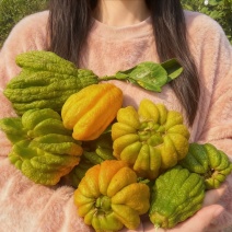 佛手金佛手鲜佛手佛手果川佛手佛手柑批发