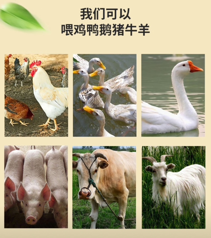 油糠正宗东北米糠高油高蛋白低灰低纤维动物饲料鱼饵打窝料菌养殖
