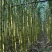 广东韶关翁源/水果甘蔗大量上市黄皮甘蔗种植基地