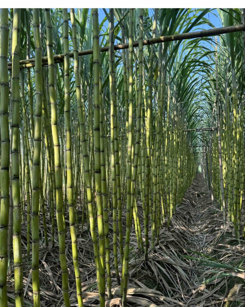 广东韶关翁源/水果甘蔗大量上市黄皮甘蔗种植基地