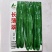 红发长薄翠薄皮椒种子，大果青皮杂交一代种子