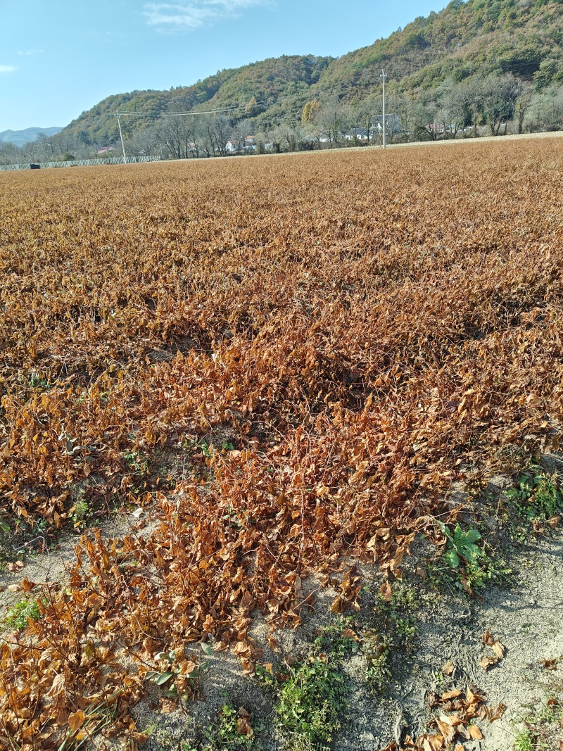五味子苗，根系发达，芽孢饱满，粗度0.3起，高度15公分