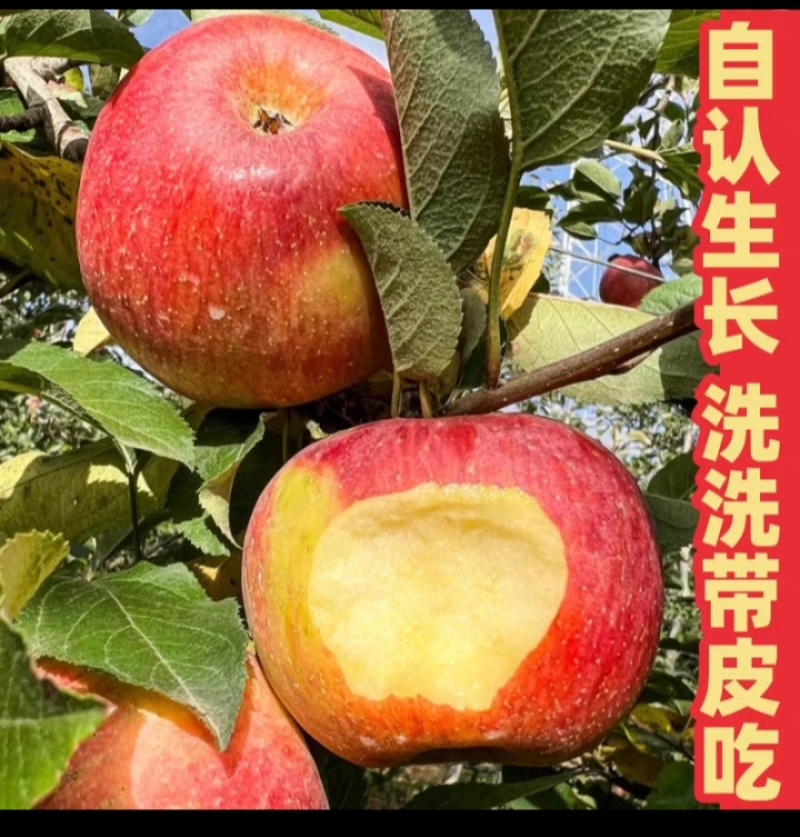 丑苹果新鲜水果平果当季整箱冰糖心红富士水果大凉山盐源