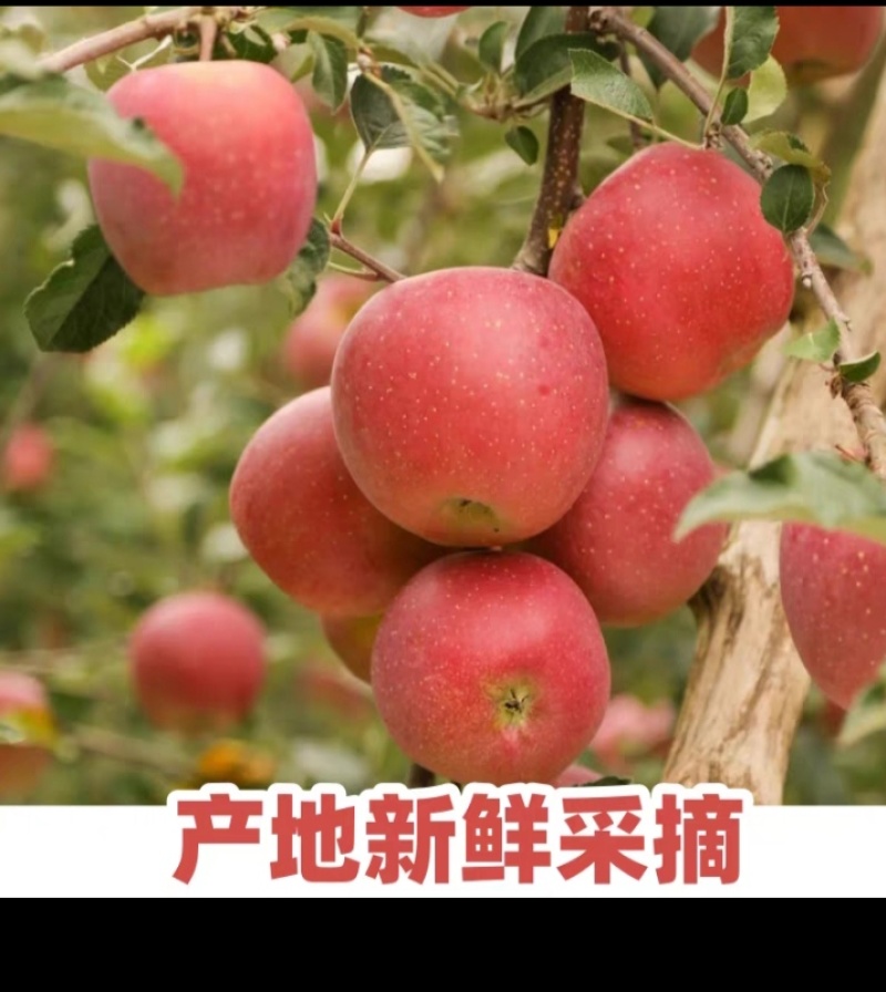 丑苹果新鲜水果平果当季整箱冰糖心红富士水果大凉山盐源