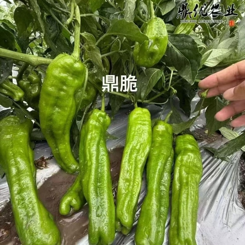鼎脆薄皮泡椒种子杂交一代早熟品种竖条纹明显种子包邮