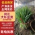 河北乐亭韭菜2025新货现货先发基地直供量大价优