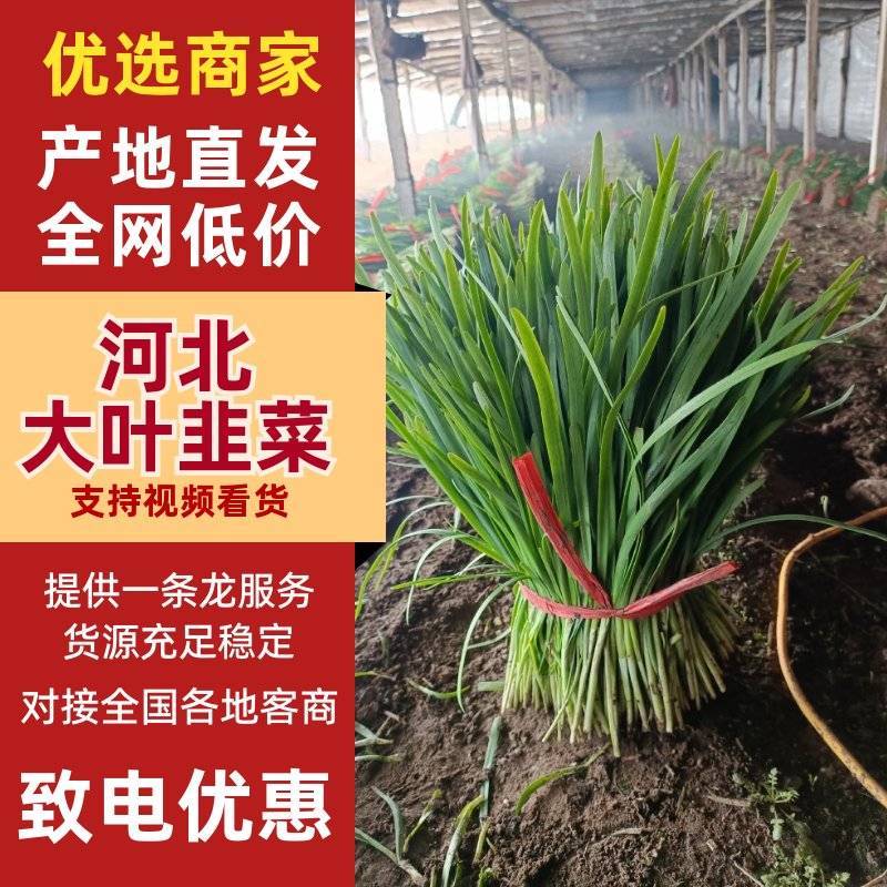 河北乐亭韭菜2025新货现货先发基地直供量大价优