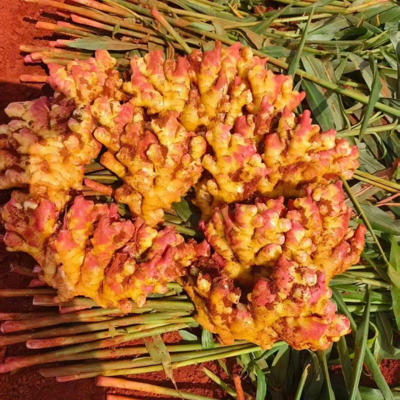 生姜小黄姜市场电商供应