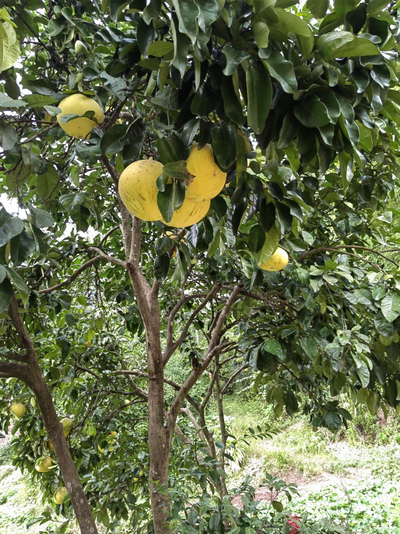 梁平柚子
