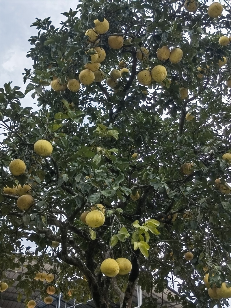 梁平柚