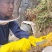 土蜂蜜