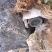 土蜂蜜