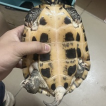 金银龟