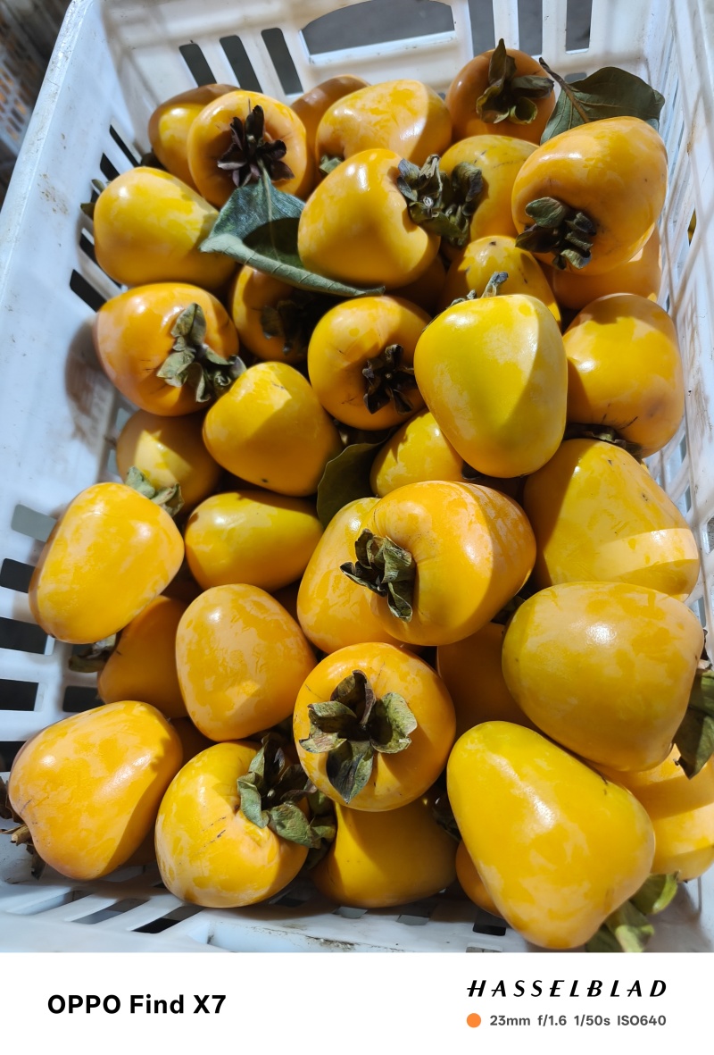 牛心脆柿子